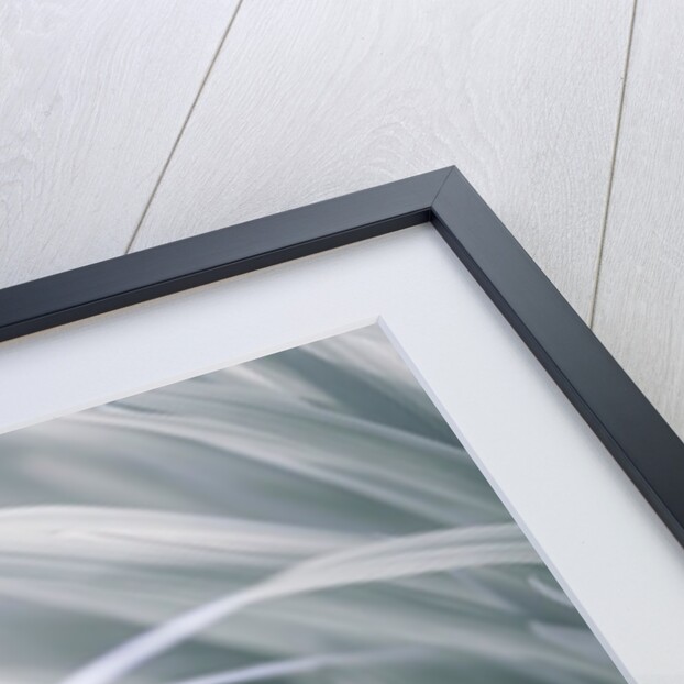 Leaves, abstract by Assaf Frank